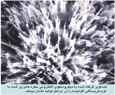 تصاویر گرفته شده بامیکوسکوبالکترونی‌حفره های‌پر شده بافرم کریستالی افزاینده رادر مراحل اولیه