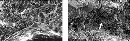 ریزساختار بتن ساده بعد از 28 روز - اخبار و مقالات بتن پلاست