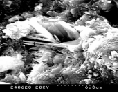 مروری بر کاربرد نانو تکنولوژی در بتن - بتن پلست تولید کننده محصولات شیمیایی بتن