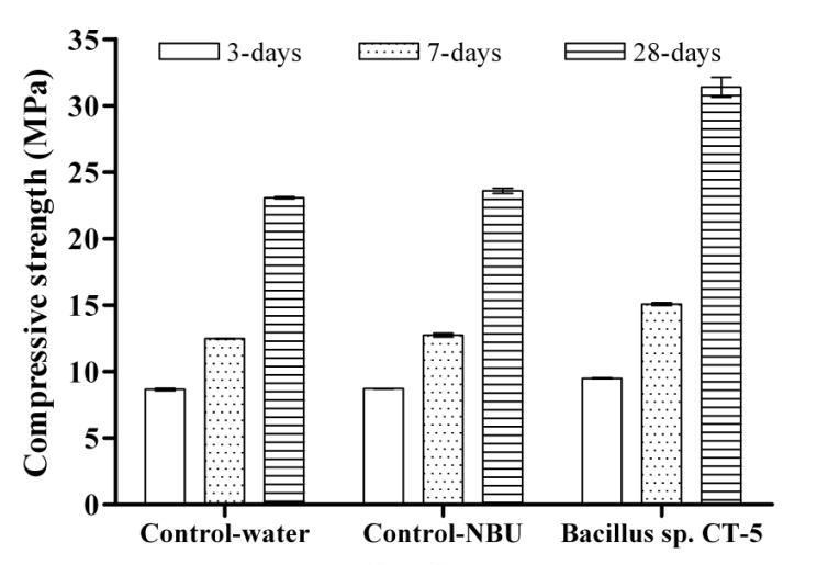 مقاومت فشاری نمونه های مکعبی در معرض آب، NBU و باکتری