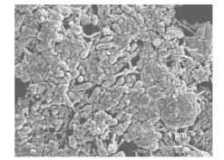 بررسي خواص رئولوژيكي  - بتن پلاست