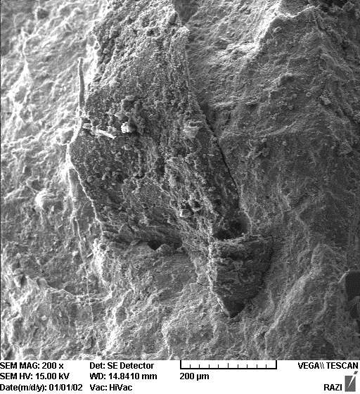 نمایش چسبندگی ذرات لاستیک تایر ضایعاتی به کامپوزیت سیمانی
